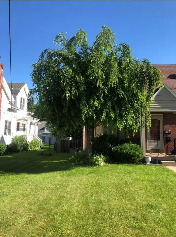 Affordable yard maintenance experts serving West Mifflin, PA - RPM Plus Services