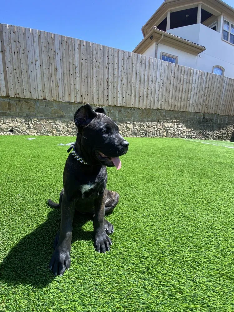 Custom landscaping services for beautiful yards in Dallas, TX by R&R Innovation Contracting