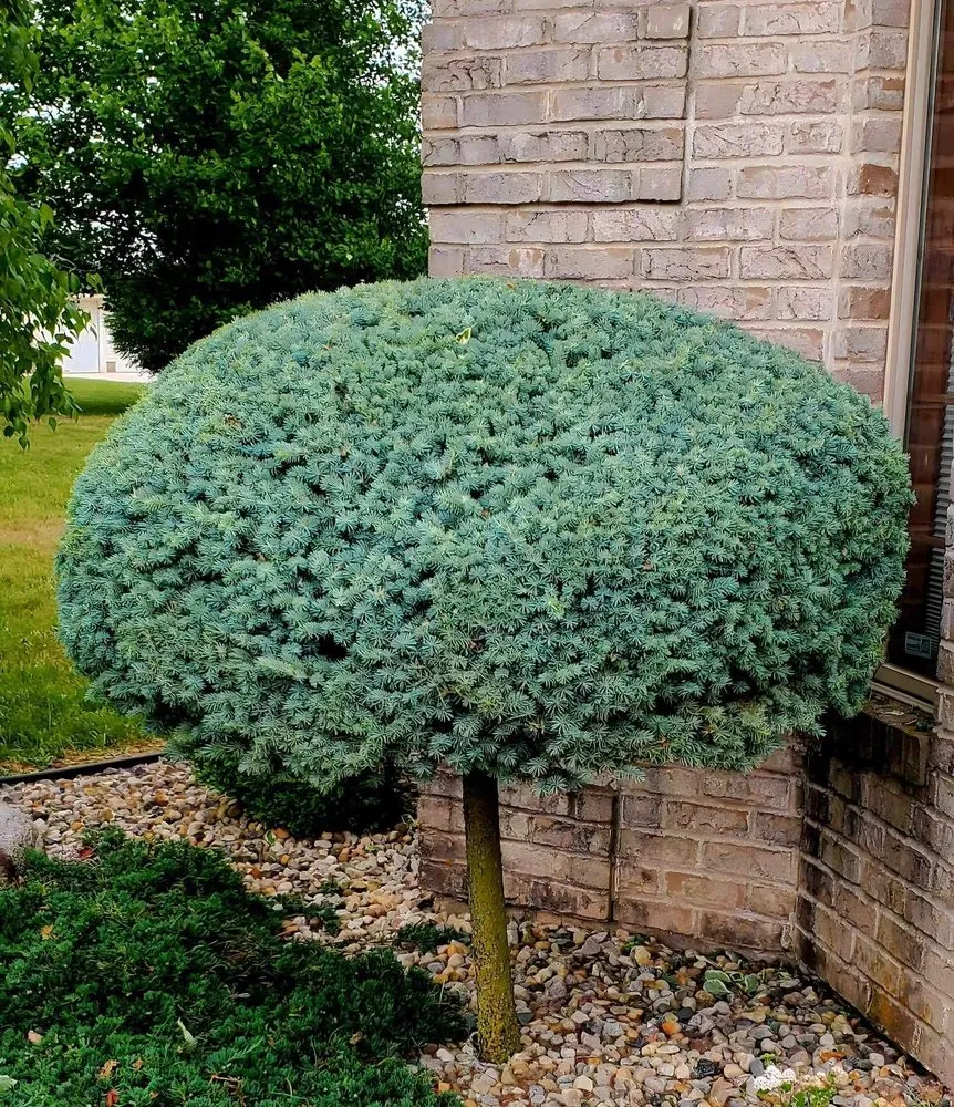 Local residential landscaping for year-round maintenance in Indianapolis, IN by R&R Landscaping and Hardscaping