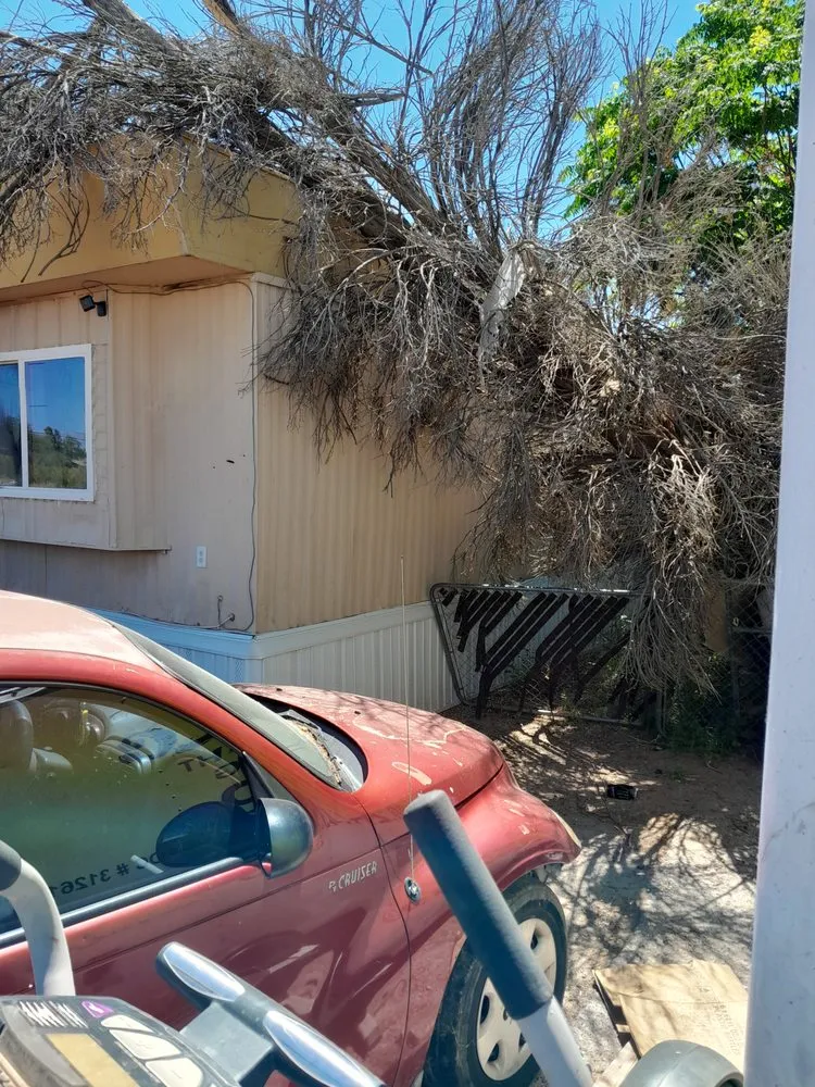 Expert landscaping services in Tucson, AZ by RR Services