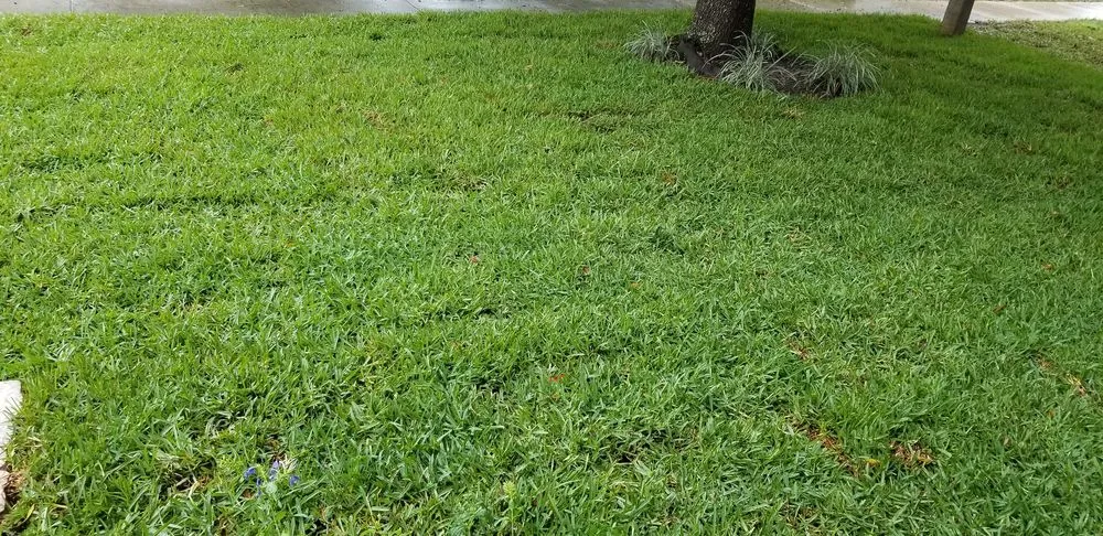 Professional landscape installation for year-round maintenance in New Smyrna Beach, FL by R&R Sod