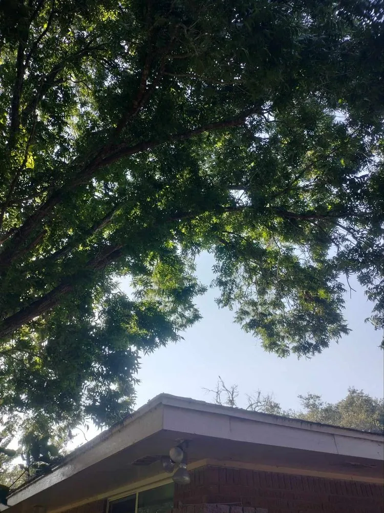 Trusted yard maintenance in Brownsville, TX - R&R Tree Service and Landscaping