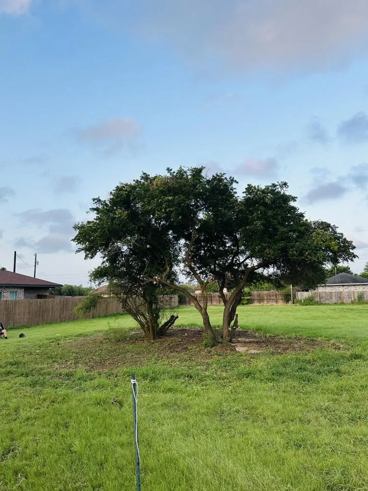 Affordable yard cleanup service in Brownsville, TX - R&R Tree Service and Landscaping