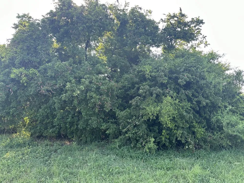 Local landscaping services for beautiful yards in Brownsville, TX by R&R Tree Service and Landscaping