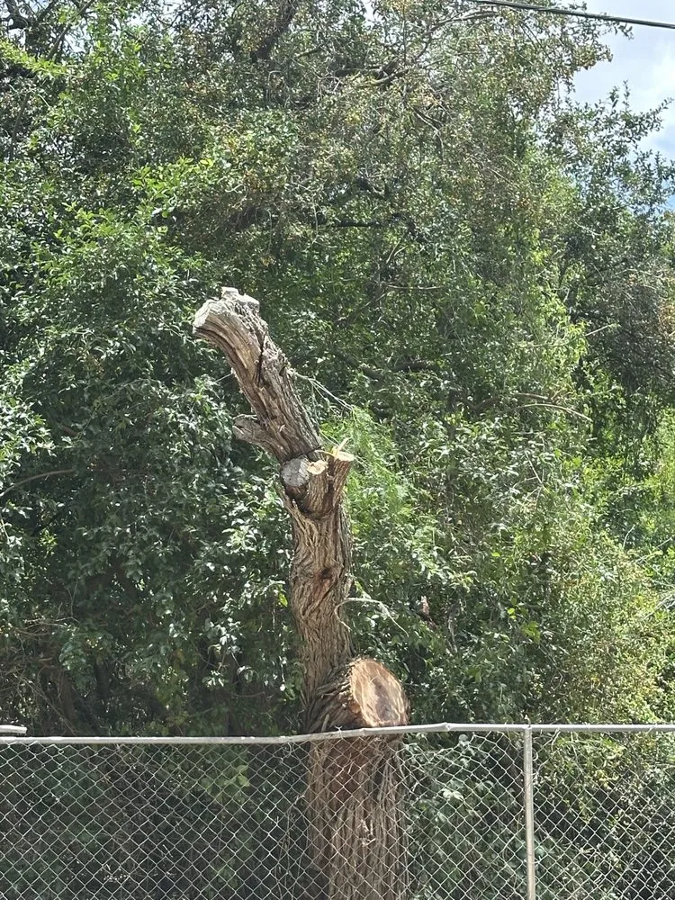 Trusted yard maintenance in Palm Valley, TX - R&R Tree Service