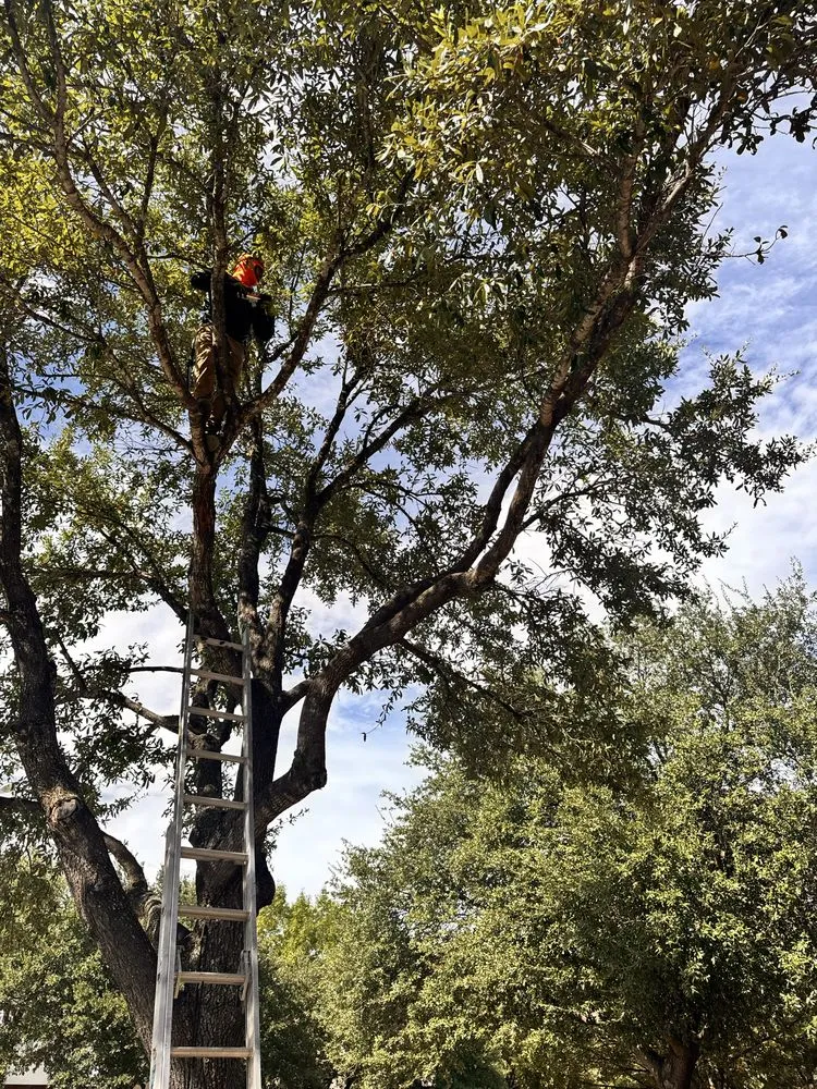 Custom yard maintenance experts serving Pflugerville, TX - RR TreeScapes