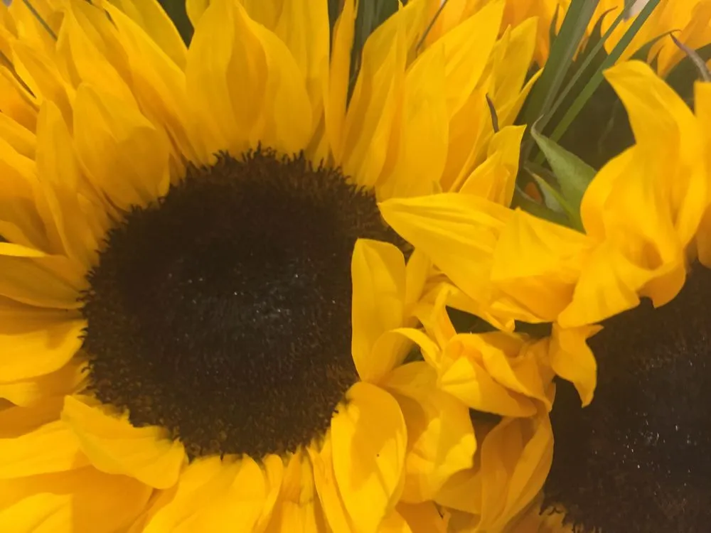 Trusted lawn mowing service for homes in Danville, CA by RRP Landscaping