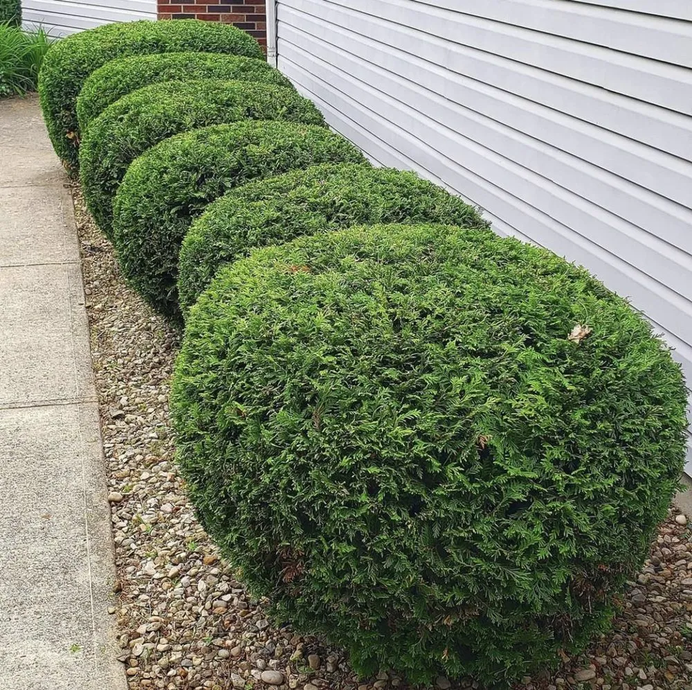 Custom lawn care service in Lexington, KY by RR's Mowing