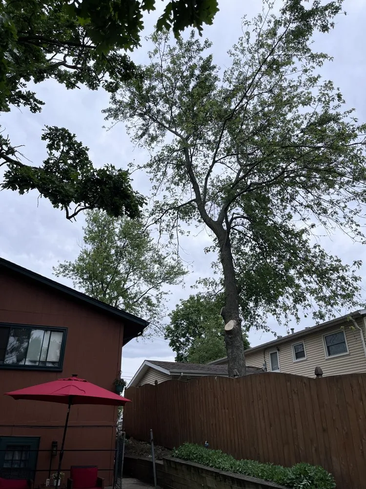 Expert yard cleanup service in Round Lake, IL by R&S Affordable Tree Service