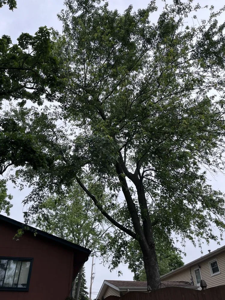 Local residential landscaping in Round Lake, IL - R&S Affordable Tree Service