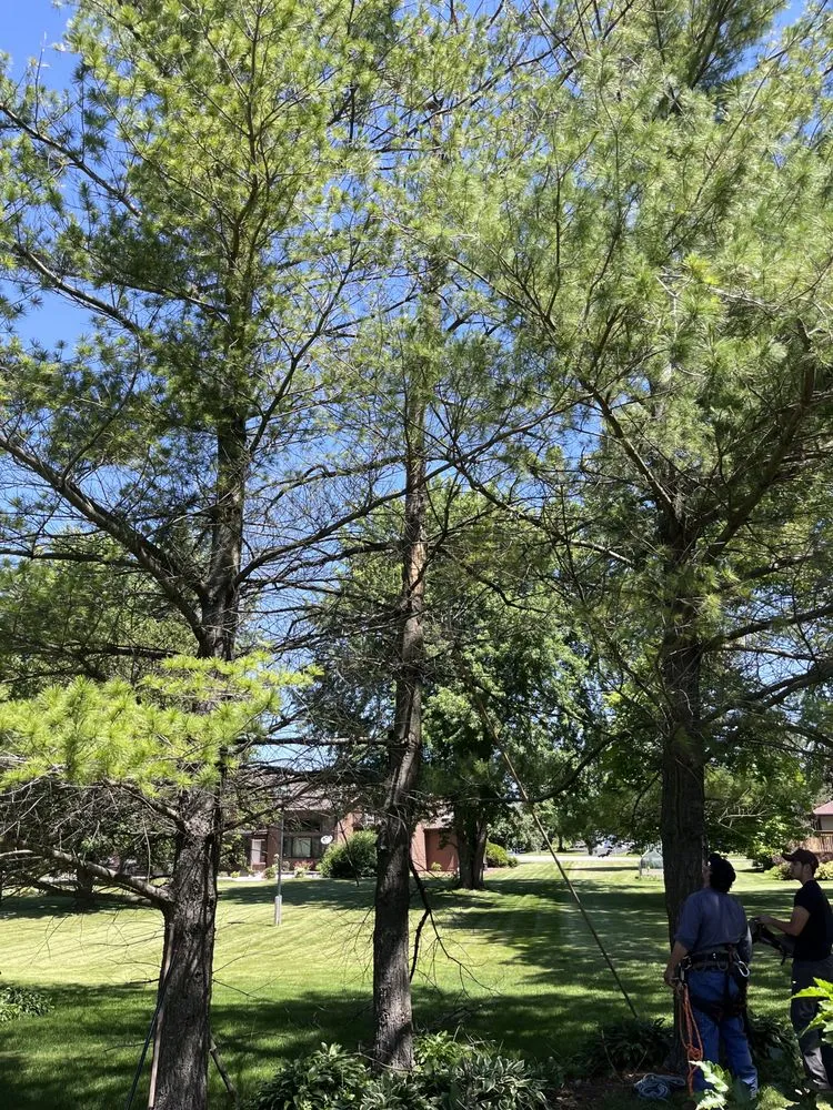 Local lawn mowing service in Round Lake, IL by R&S Affordable Tree Service