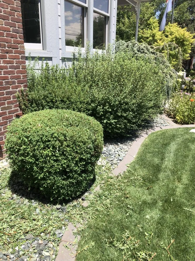 Professional landscaping services near you in Carson City, NV by R&S Cleaning Services