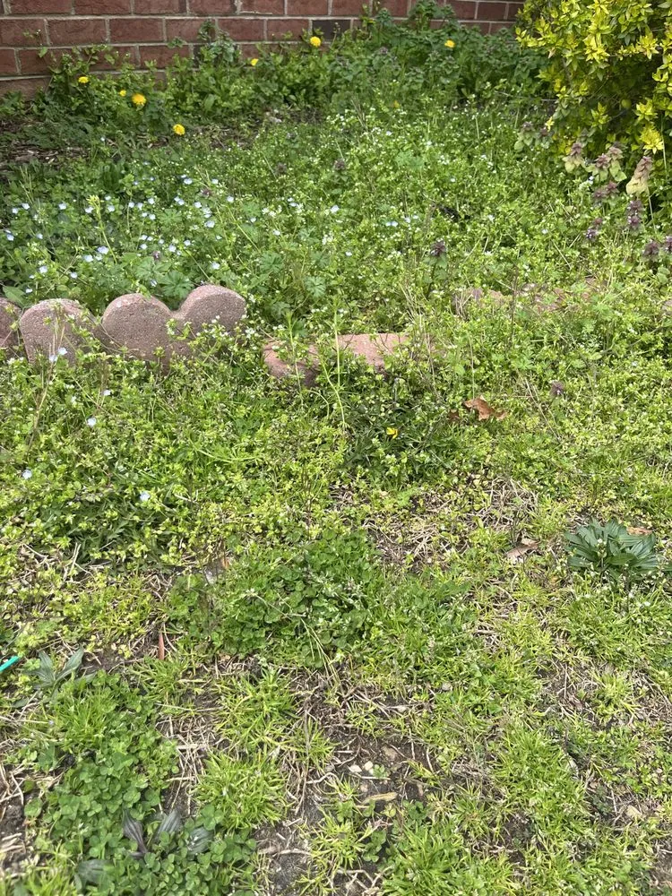 Expert yard cleanup service near you across Richmond, VA - RS Grounds