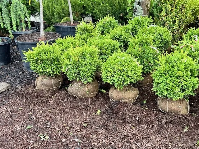 Professional landscaping services for beautiful yards in Castalian Springs, TN by R&S Groundskeeping and Nursery
