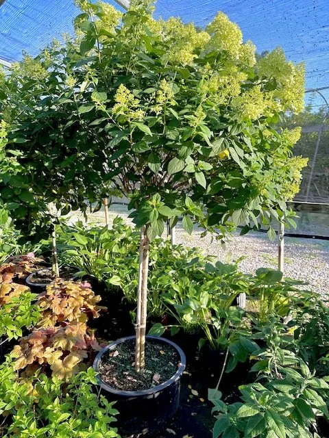 Affordable residential landscaping for year-round maintenance in Castalian Springs, TN by R&S Groundskeeping and Nursery