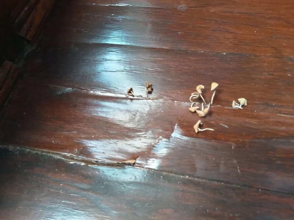 Professional yard maintenance with custom design in Azle, TX by R&S Integrated Solutions