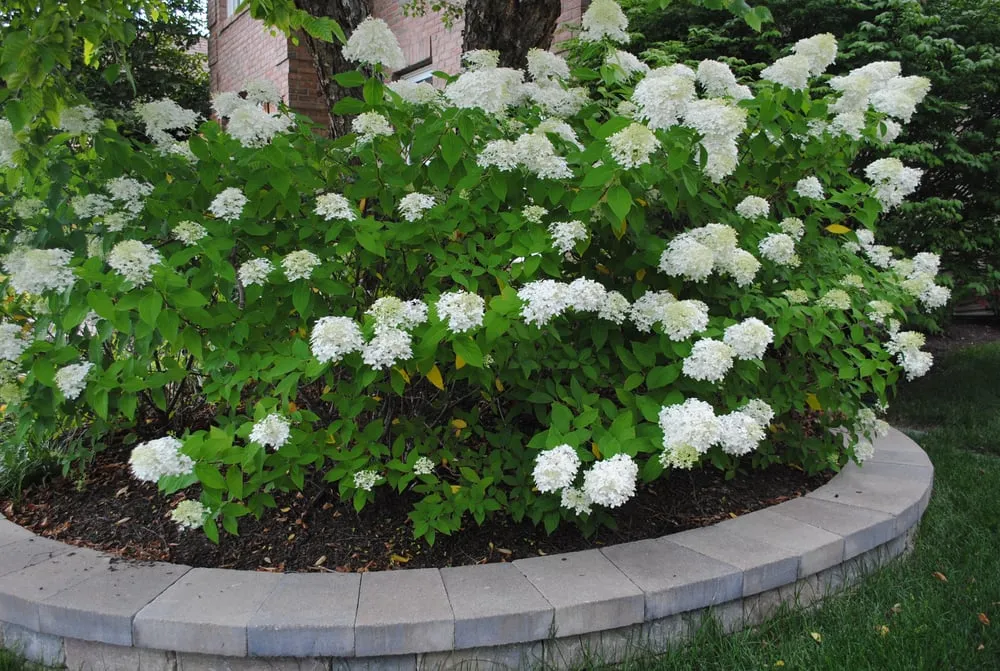 Custom yard cleanup service experts serving Plainfield, IL - R&S Landscaping and Nursery