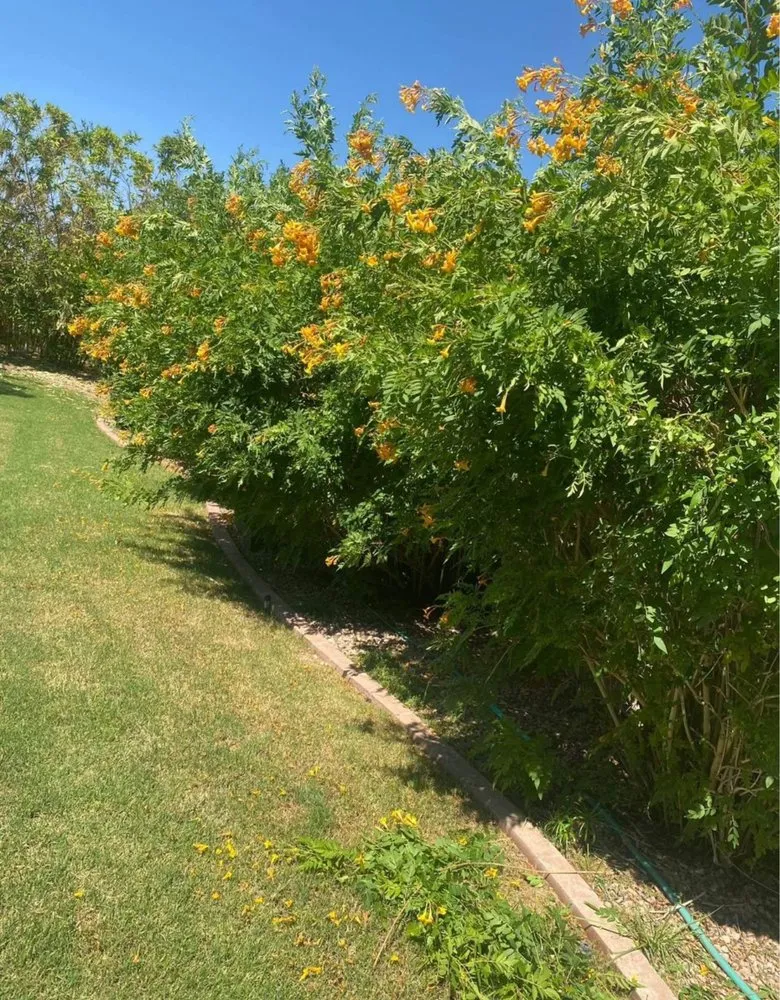 Top-rated lawn mowing service in Peoria, AZ by RS Landscaping