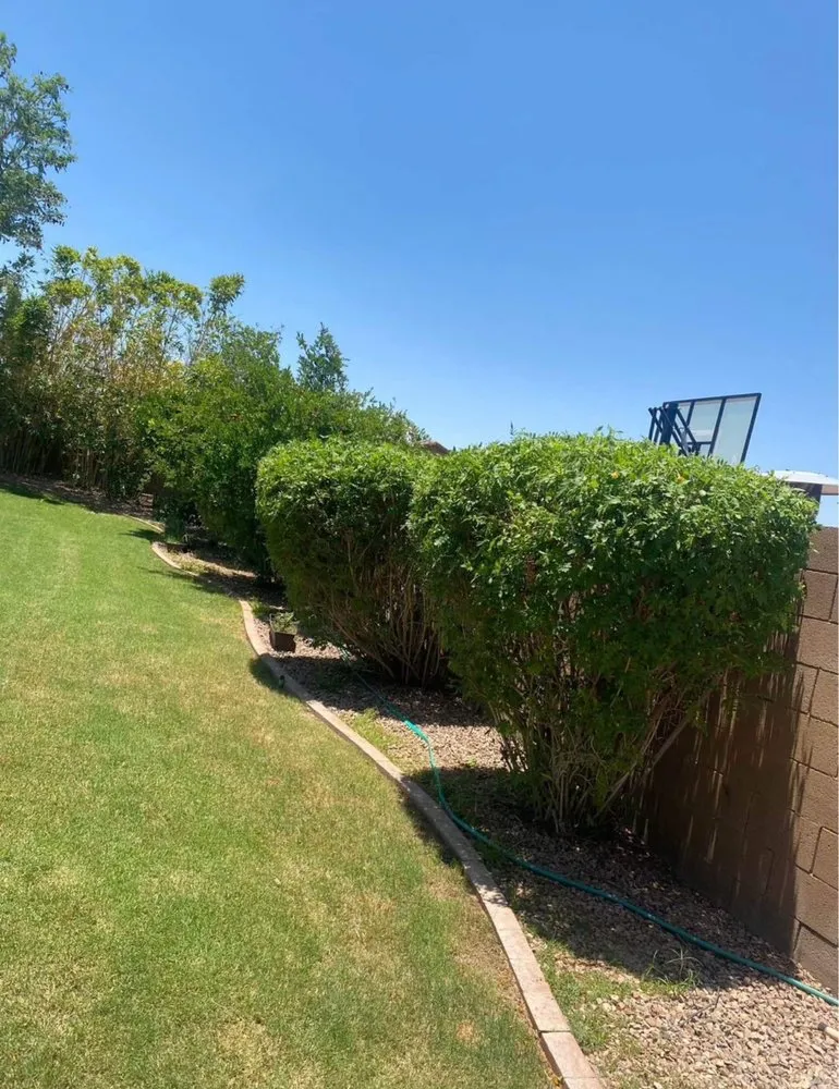 Top-rated yard cleanup service in Peoria, AZ by RS Landscaping