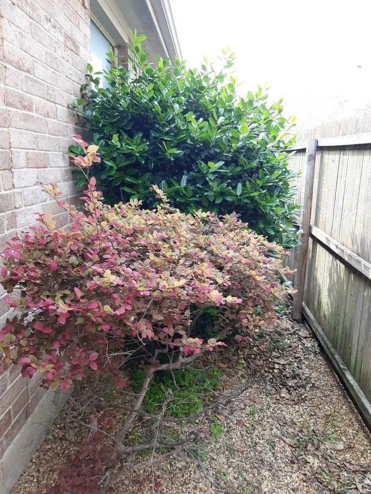 Local landscaping services for year-round maintenance in Forney, TX by RS Lawn Services TX