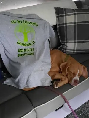 R&S Tree & Landscaping