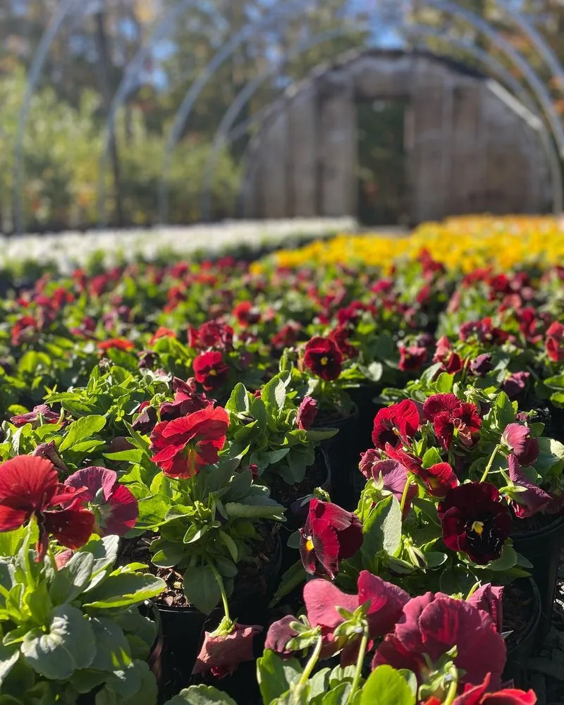 Top-rated yard maintenance in Lynchburg, VA - RSG Landscaping