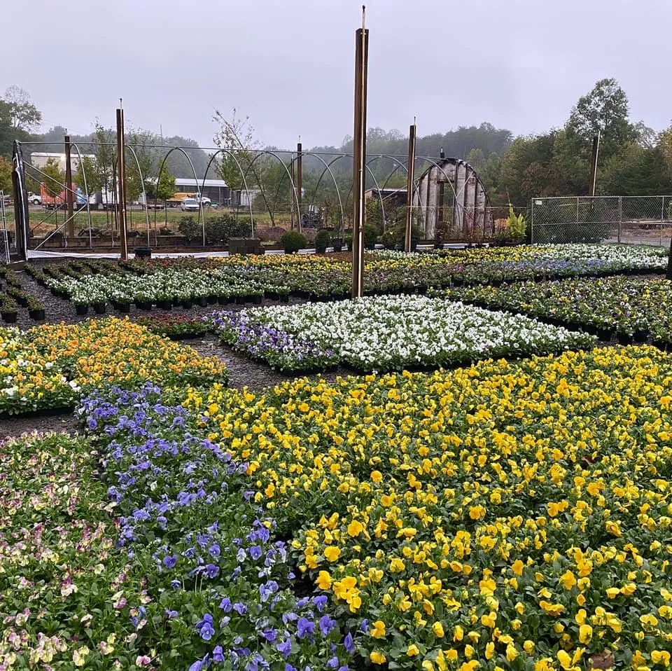 Expert lawn mowing service for year-round maintenance across Lynchburg, VA - RSG Landscaping