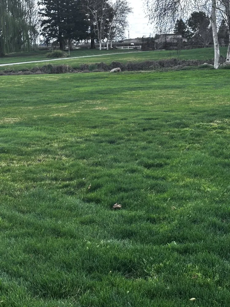 Professional lawn mowing service for year-round maintenance in Lodi, CA by R&T Landscaping