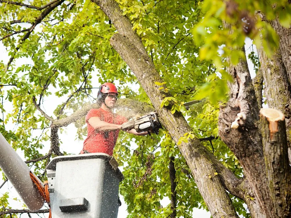 Affordable garden landscaping for year-round maintenance in Cedar Park, TX by RT Lawn Services & Outdoor Living