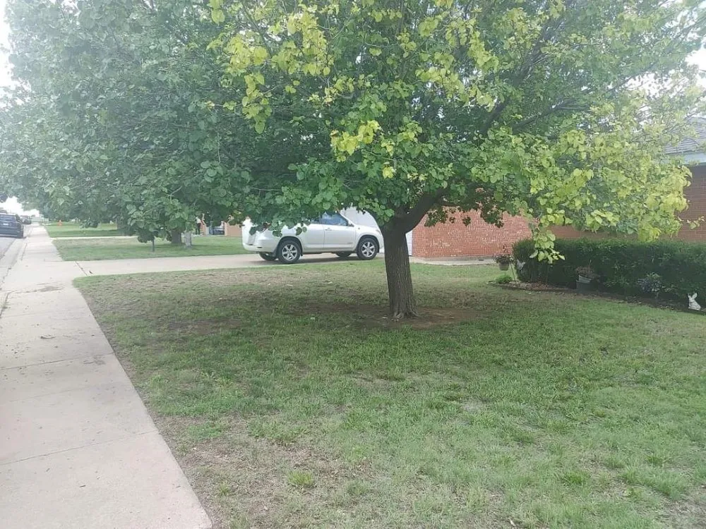 Expert lawn care service for outdoor upgrades in Amarillo, TX by RTA & CO.