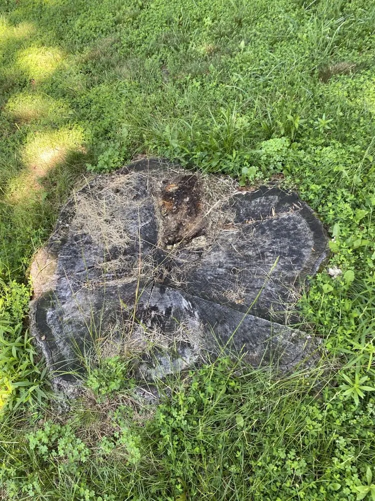 Professional landscape installation in North Springfield, VA by RTA landscape