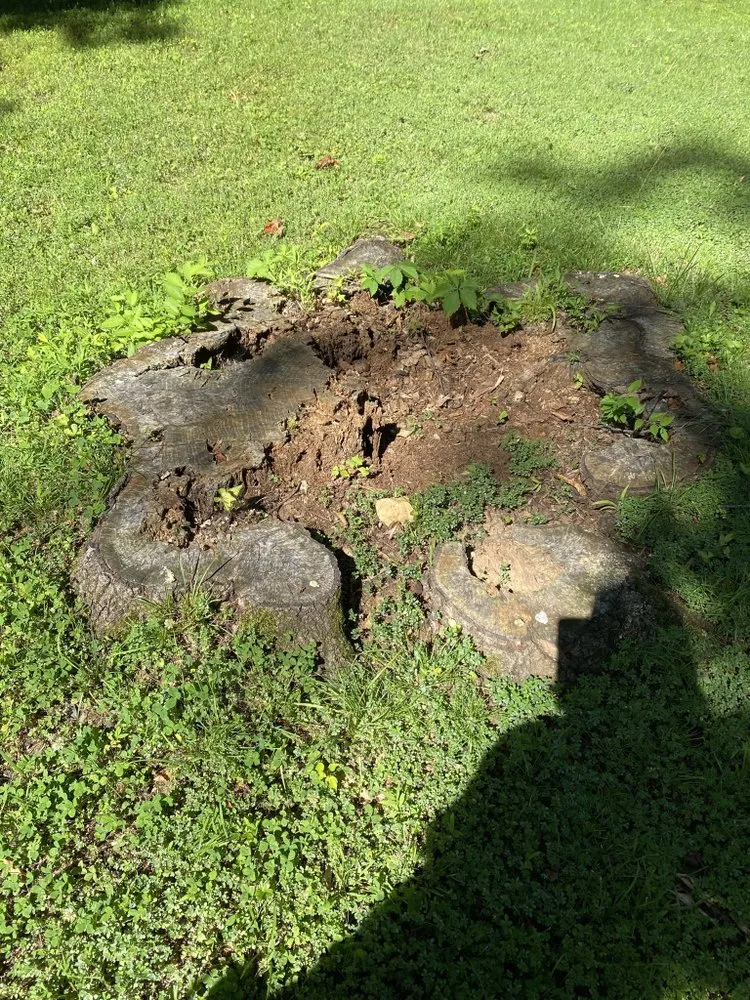 Reliable landscaping services experts serving North Springfield, VA - RTA landscape