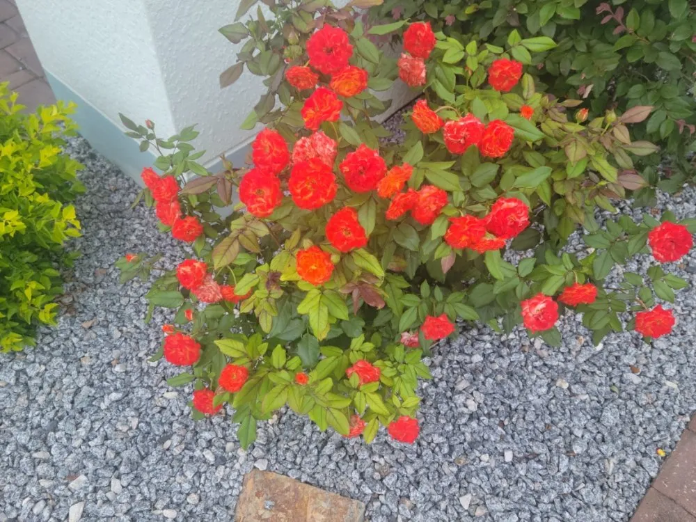 Reliable yard cleanup service in Deland, FL - Rtistic Creation