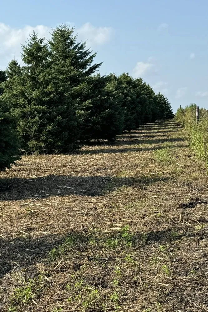 Affordable outdoor landscaping for residential properties across Raymond, MN - RTK Land Management