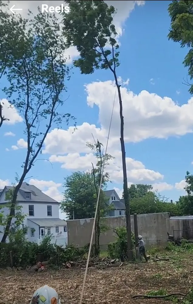 Local yard maintenance for outdoor upgrades in Philadelphia, PA by RTS Tree Service & Landscaping