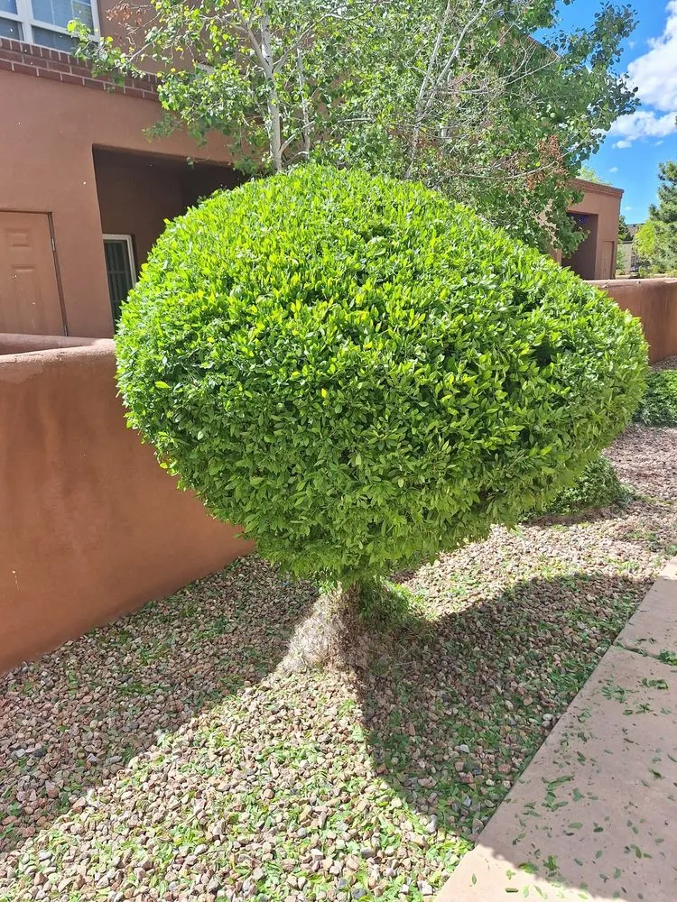 Professional landscape installation in Santa Fe, NM by Ruano's Landscaping Services