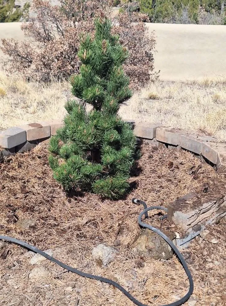 Custom outdoor landscaping in Santa Fe, NM - Ruano's Landscaping Services