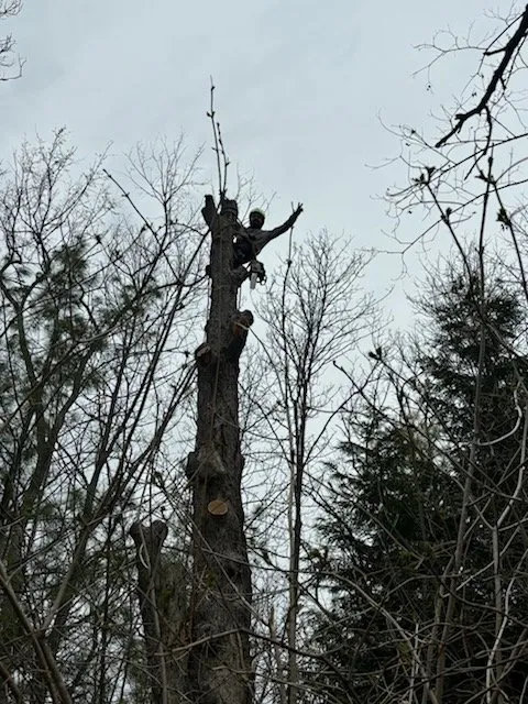 Custom landscape installation with custom design in Lake Bluff, IL by Ruben & Son's Tree Care