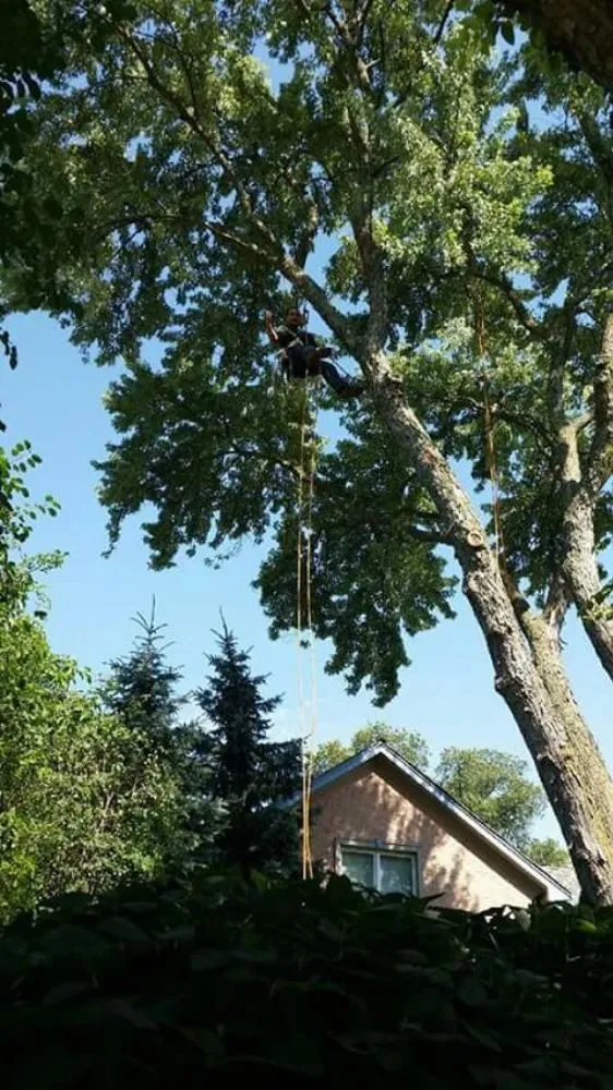 Professional lawn care service in Lake Bluff, IL - Ruben & Son's Tree Care