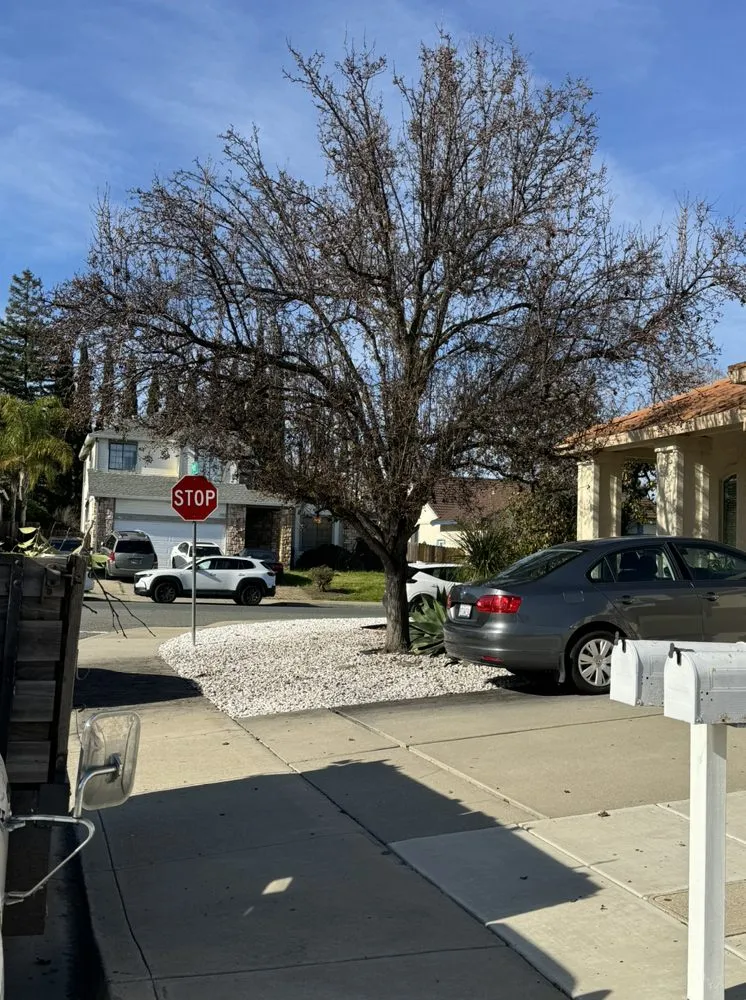 Local yard cleanup service experts serving Pacheco, CA - Ruben Y Abraham Garden Landscaping