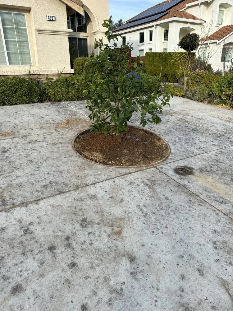 Trusted landscaping services in Pacheco, CA by Ruben Y Abraham Garden Landscaping