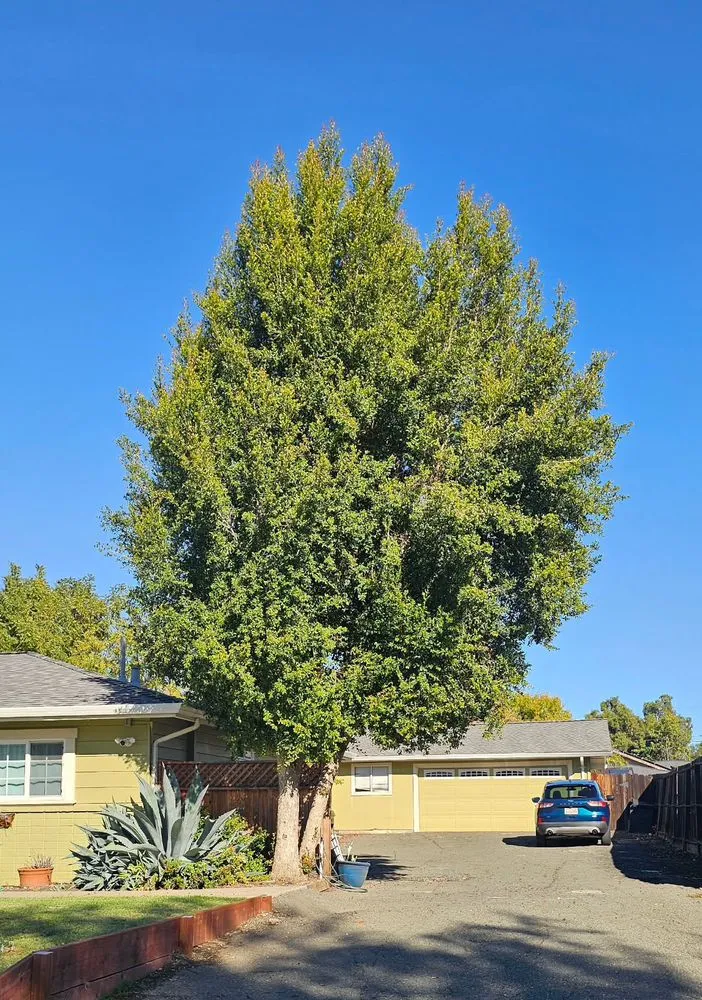 Reliable landscape design near you in Pacheco, CA by Ruben Y Abraham Garden Landscaping