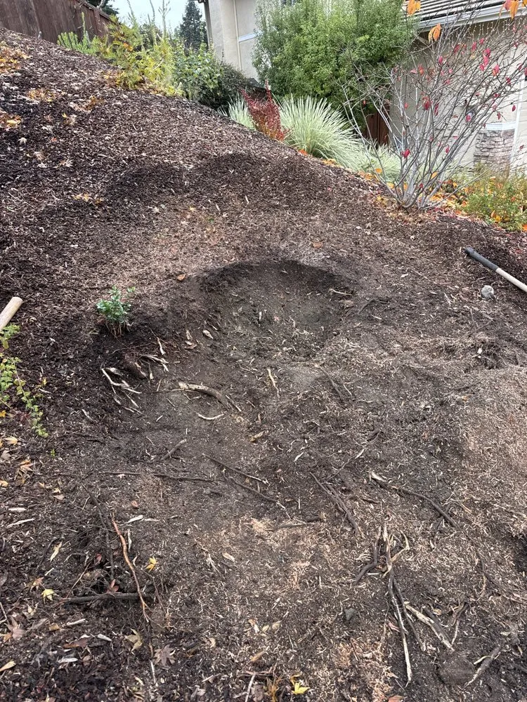 Local yard maintenance in Pacheco, CA by Ruben Y Abraham Garden Landscaping