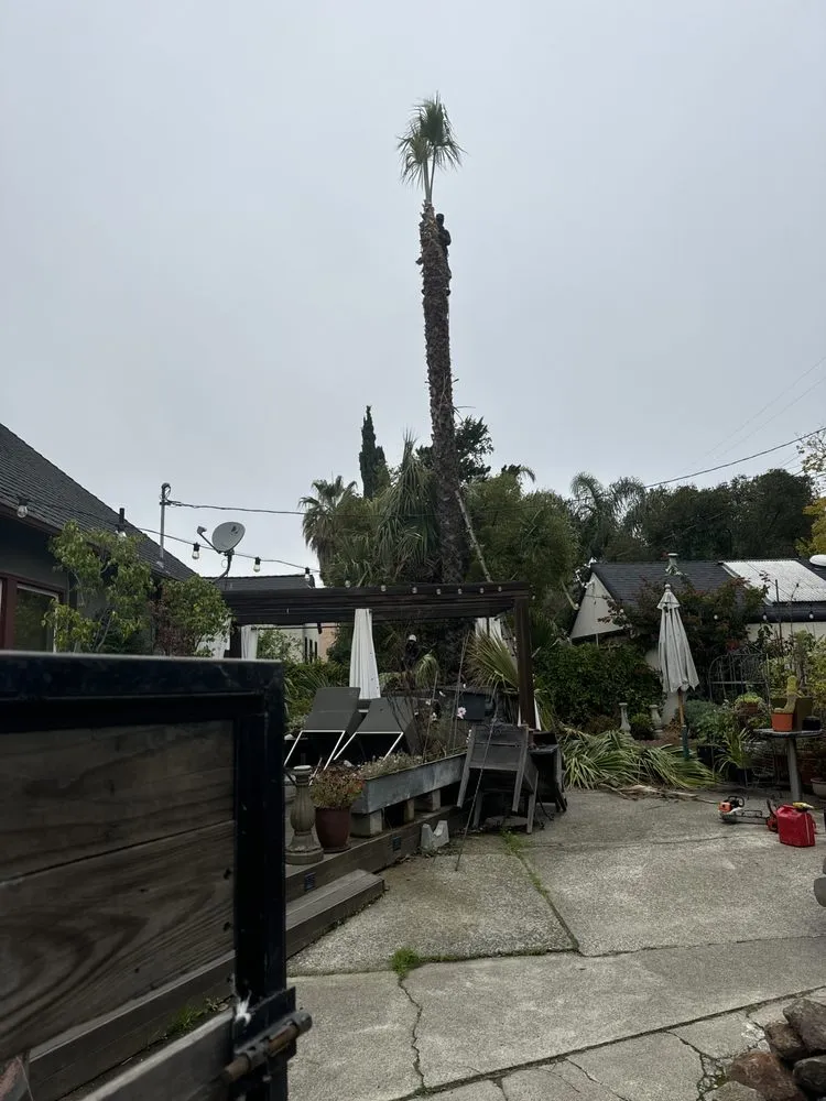 Trusted outdoor landscaping in Pacheco, CA by Ruben Y Abraham Garden Landscaping