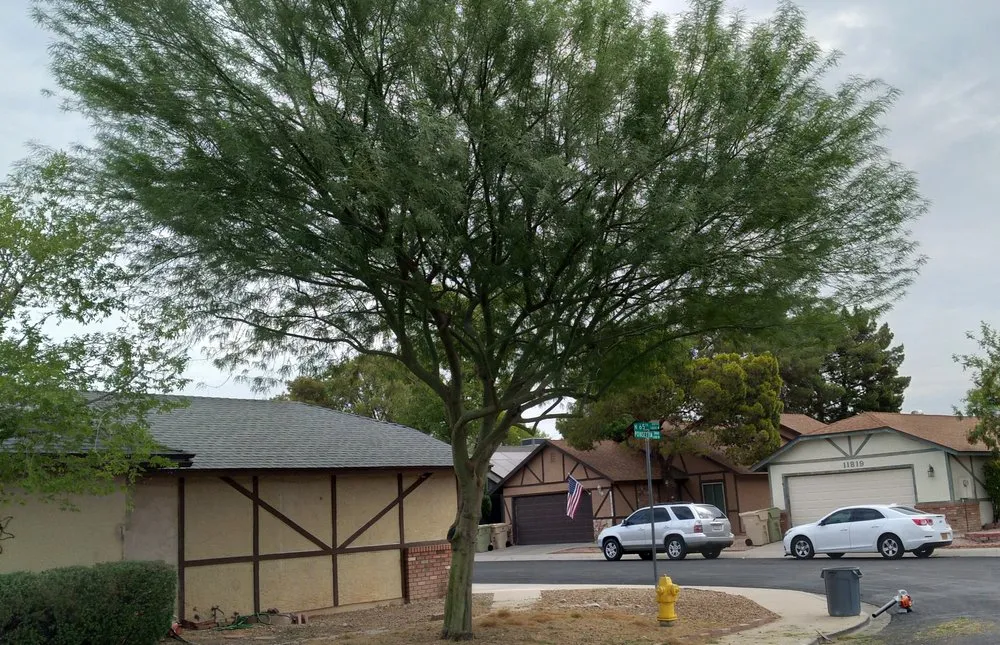 Reliable landscaping services in Buckeye, AZ by Rubenator Tree And Landscape Service