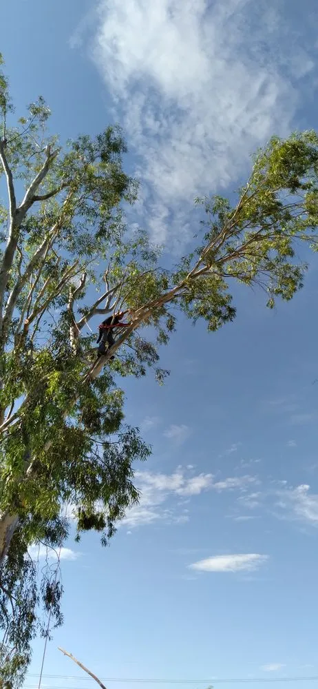 Top-rated residential landscaping in Buckeye, AZ - Rubenator Tree And Landscape Service