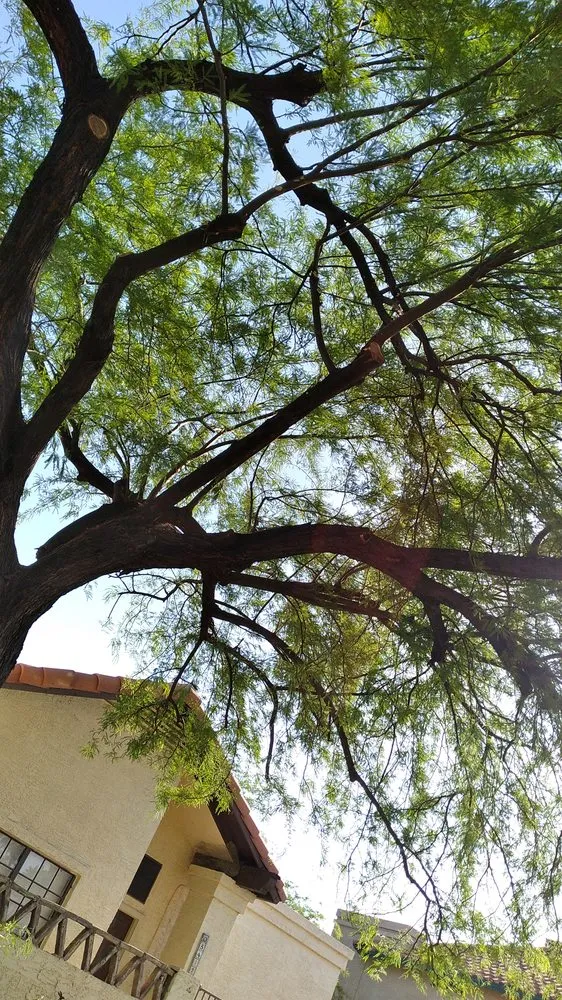 Expert residential landscaping with custom design across Buckeye, AZ - Rubenator Tree And Landscape Service