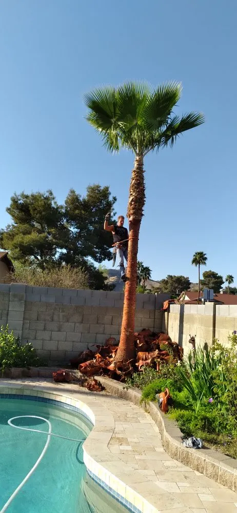Trusted lawn care service for beautiful yards in Buckeye, AZ by Rubenator Tree And Landscape Service