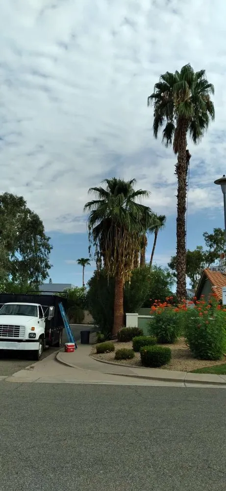 Reliable yard cleanup service for residential properties in Buckeye, AZ by Rubenator Tree And Landscape Service