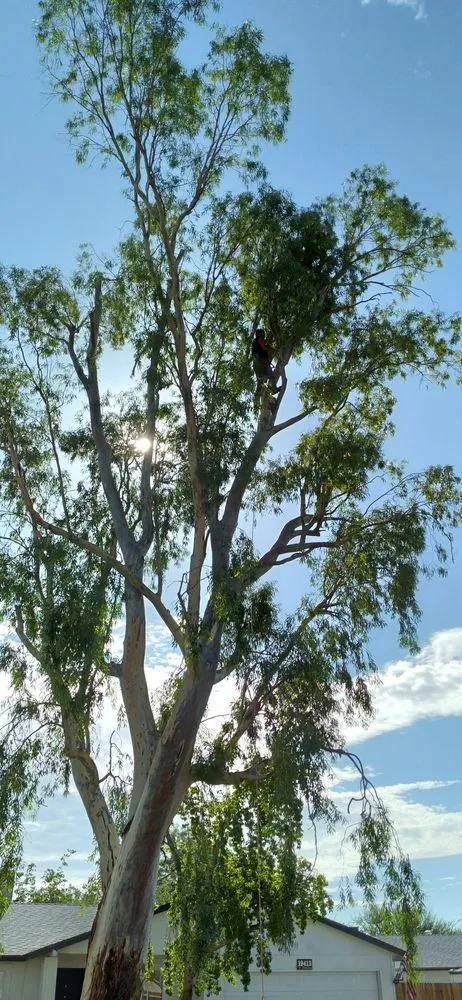 Local yard maintenance in Buckeye, AZ by Rubenator Tree And Landscape Service